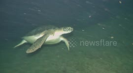 Turtle Attacks Diver's Camera