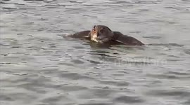 Starving Owl Rescued After Struggling in Sea Amidst Seagull Attack At Costa Del Sol In Mijas, Spain