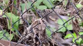Rare snake spotted in central London frightens walkers - who feared it had