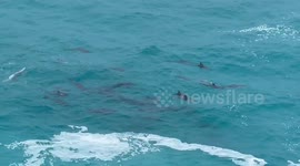Dolphin Pod Plays At Bunda Cliffs