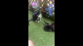 Fettuccine the Kung Fu Cat