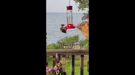 Woodpecker Pretends To Be A Hummingbird