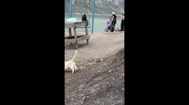 Unlikely confrontation: tourist's dog faces fierce cat at Irganai reservoir