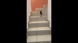 Kitten Hops Down the Stairs
