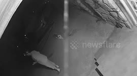 Wild Sheep attacks man. Sheep gone bad. Ram on the loose. Ram in the night attacks man.