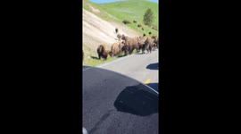 Bison Traffic Jam