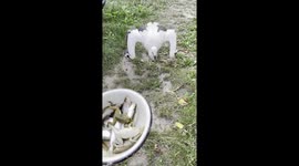 Greedy Stork Gobbles Grub
