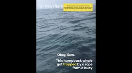 Fisherman leaps onto Whale in Rescue Mission