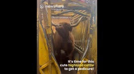 Highland gets treated to pedicure