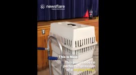 Bird Cries like a Baby