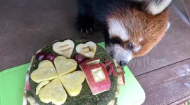 Red panda enjoys birthday cake at zoo in Japan