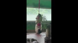 Giant panda performs 'aerial yoga' at zoo in southern China