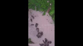 Rare scene of wild Asian elephants bathing in Southwestern China
