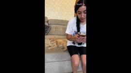 'How dare you!' - Cat takes harsh revenge on hooman for sitting on its tail