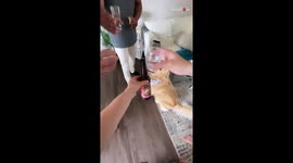 Adorable dog celebrates its 3rdr birthday with the family *Heartwarming Celebration*