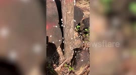Dozens of cotton ball-like bugs crawl over tree in Cambodia