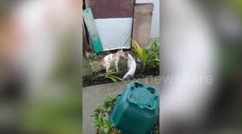 Two fierce pet cats fight for territory outside owner's home