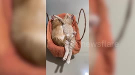 Two loved-up tabby cats cuddle up together in their basket