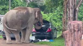 Hungry elephant steals food from car parked in village