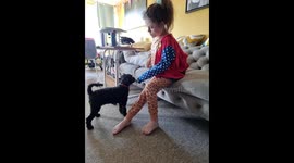 Little poodle helps young owner to take her clothes off 1