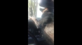 Blue Heeler Hates Windshield Wipers