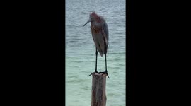 A Reddish Egret In Riviera Maya