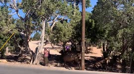 Way Too Close Encounter With Elk