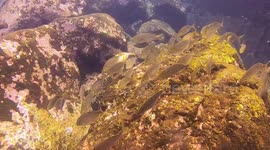 Fish eating in Funchal, Madeira island, Portugal.