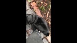 Pug Turns Possessed Over Pizza