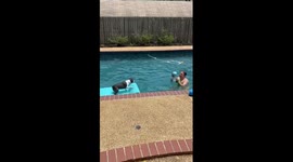 Boston Terrier Bops Ball From Pool Float