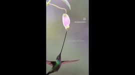 Sword Billed Hummingbird Sucking Nectar