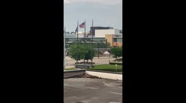 Territorial Birds Defend Their Trees