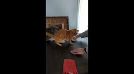Lazy Susan Spins Cat Around