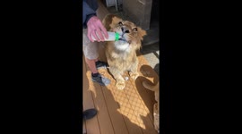 Bottle Feeding Milk To A Young Lion