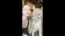 Owner Feeds Pet Puma Grass