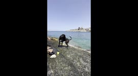 Misa the Diving Dog