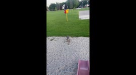 Dog Doesn't Understand Slides