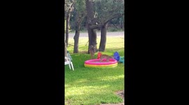 Fawn Tries The Kiddie Pool
