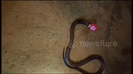 Snake spends three days stuck in a paint tin before rescue