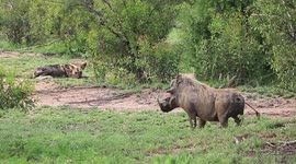 Warthog Goes Face to Face with Wild Dogs in Kruger National Park