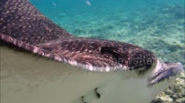 Spotted eagle ray (Aetobatus narinari) at Coraya bay, Jaz Samaya hotel, Marsa Alam, Egypt
