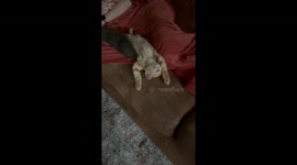 Comfortable Orange Kitty Splays Out