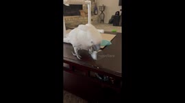 Excited Cockatoo Rings Bell