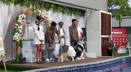 Alaskan Malamute Dogs Jojo and Luna's Dog Wedding, Jakarta, Indonesia