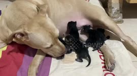Dog Licks And Feeds Rescued Kittens