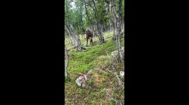 Moose And Calf In Langedrag Nature Park