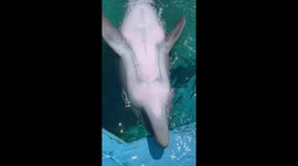 Dolphin Tickles And Giggles