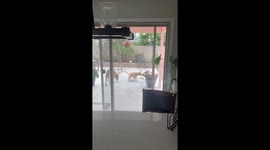 Peeing Puppy Gets Peed On