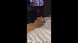 Ginger love - luna and lily really love each other! Watch luna plop right on top of her sister to get a good face cleaning.