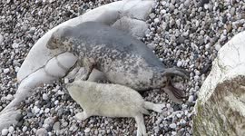 Precious moment grey seal mother strokes her 9-day-old pup